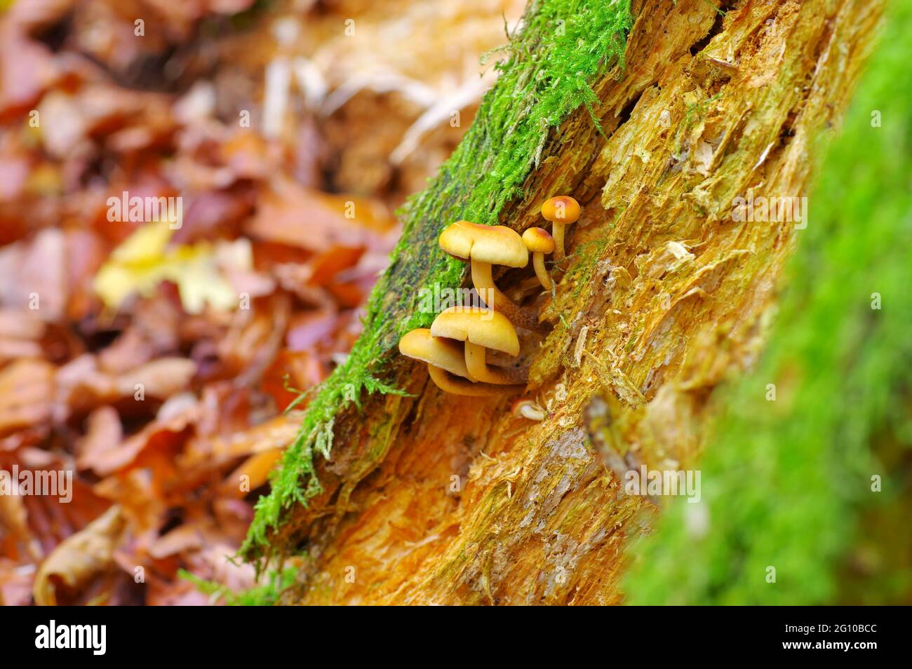 many sheathed woodtuft in autumn forest Stock Photo
