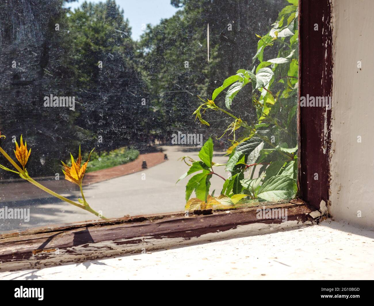 View through the time-worn wooden window with old red paint over a path in the park and vine plant crawling around. Beautiful retro background. Stock Photo