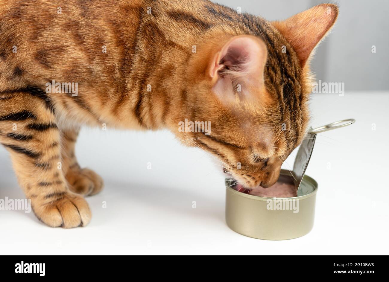 Bengal cat eats from an open tin can cat food with tuna Stock Photo Alamy
