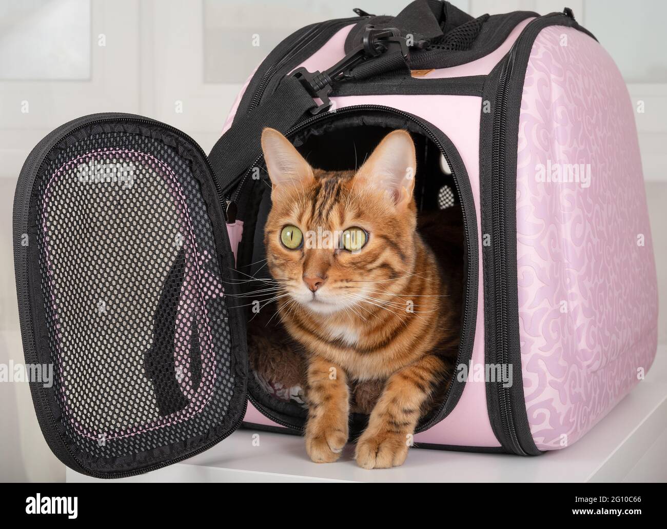 Bengal cat fearfully peeks out of a bag for carrying pets in a veterinary clinic Stock Photo
