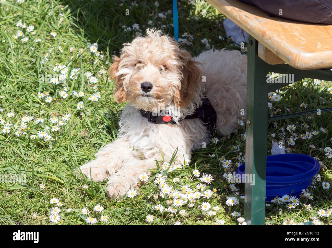 Cute cockerpoo puppy hi-res stock photography and images - Alamy