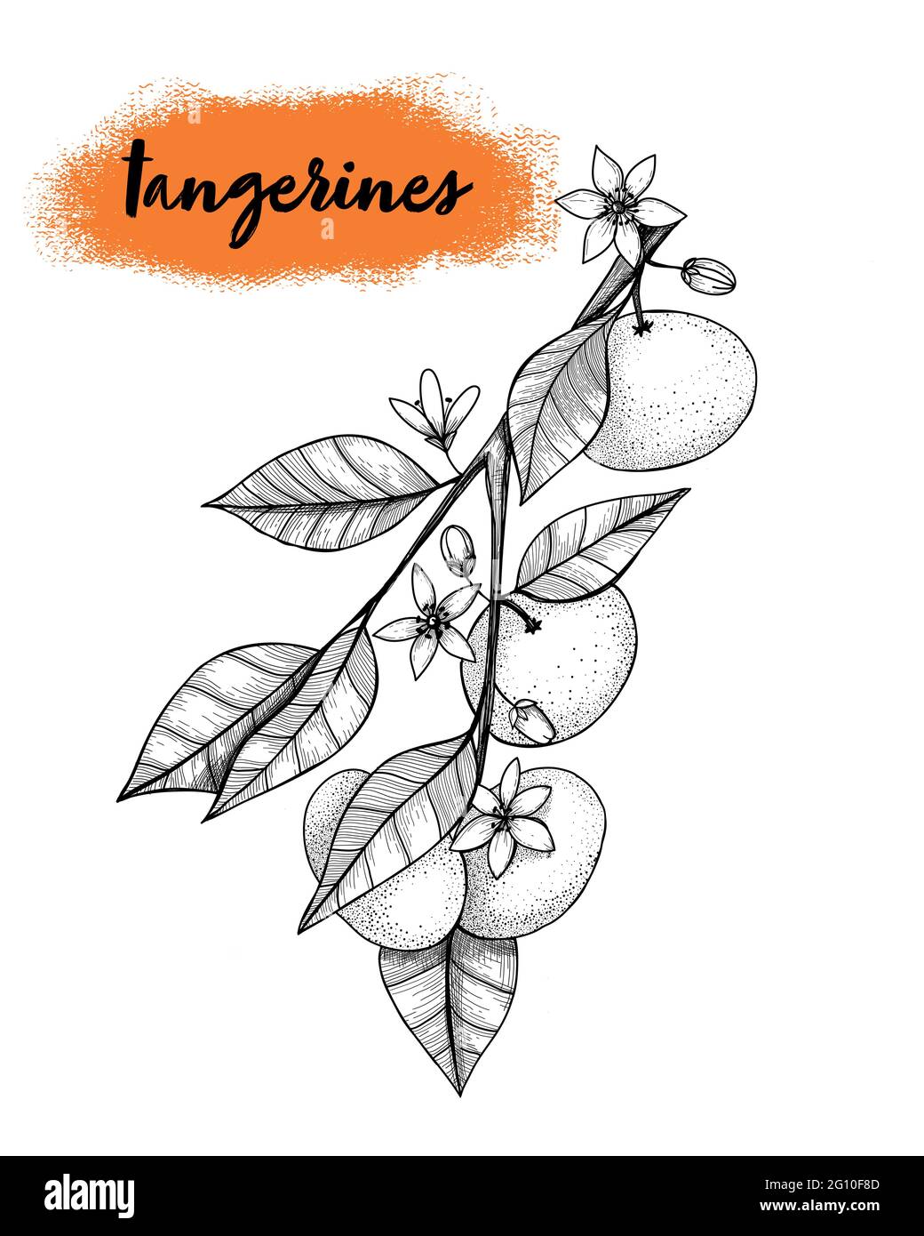 tangerines on a branch in engraved style. Vector hand drawn illustration Stock Vector