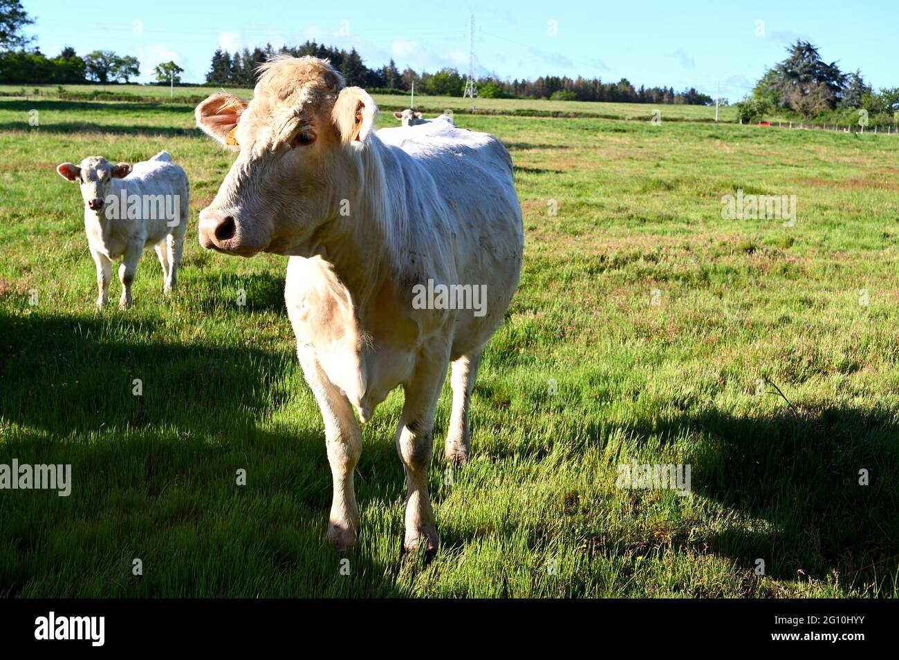A white cow in a green meadow Stock Photo - Alamy