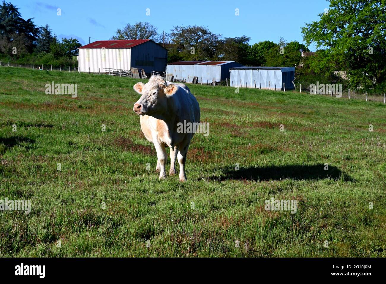A white cow in a green meadow Stock Photo - Alamy