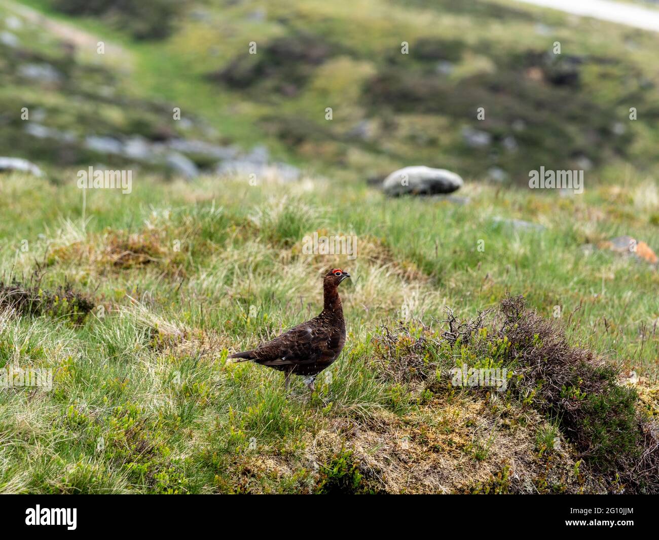 Red Grouse (Lagopus lagopus) on a Yorkshire moor. Stock Photo