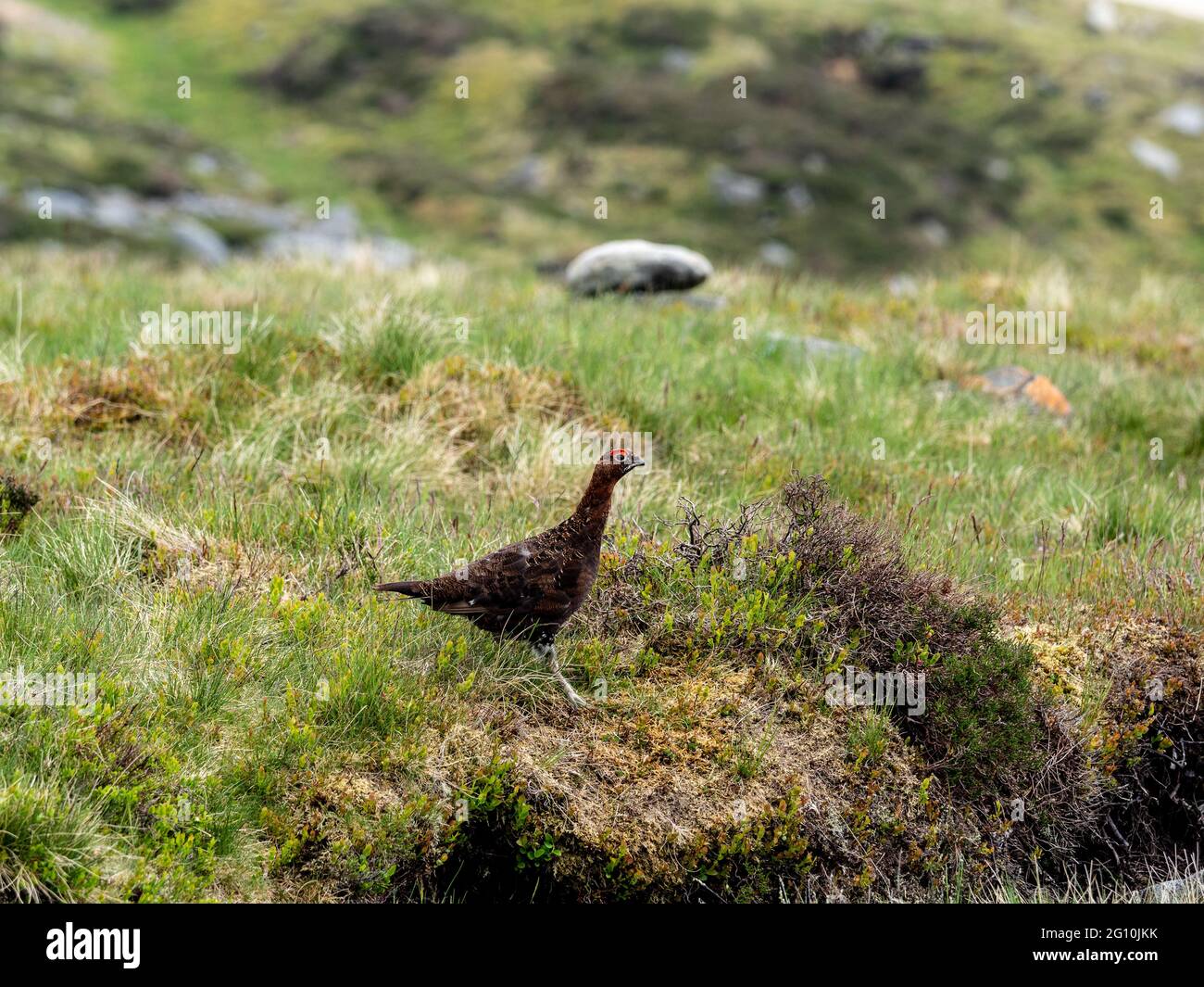Red Grouse (Lagopus lagopus) on a Yorkshire moor. Stock Photo