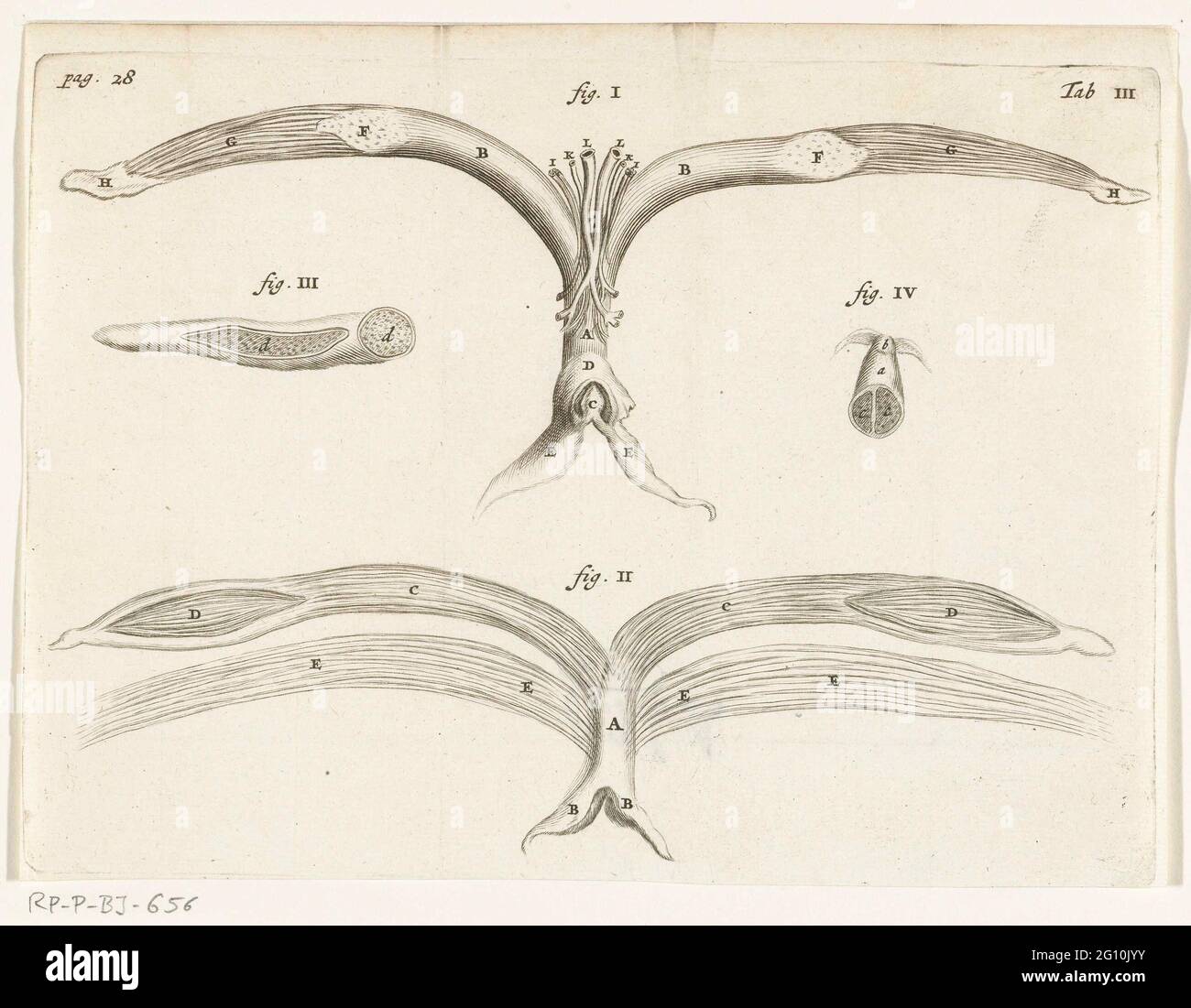 Anatomical Illustration of the female genitalia. In 1672, physician and anatomist Reinier de Graaf published his De mulierum organis about the female reproductive organs, with prints by Hendrik Bary. De Graaf was the first to conclude that a foetus was the product not just of a man’s seed, but also of a woman’s egg. He discovered what he called blisters, which later became known as Graafian follicles. Stock Photo