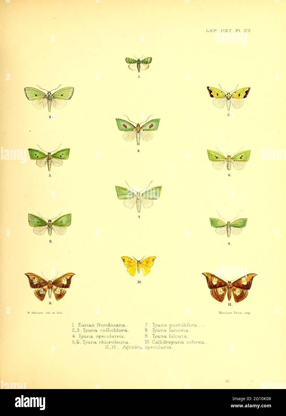 Illustrations of typical specimens of Lepidoptera Heterocera in the collection of the British Museum London :Printed by order of the Trustees,1877-93. Stock Photo