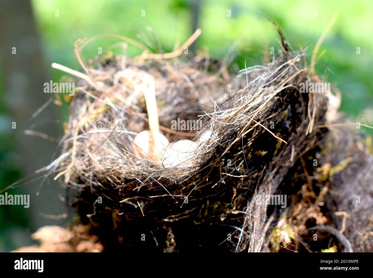Beautiful Bird's Nest With Egg Stock Photo Alamy