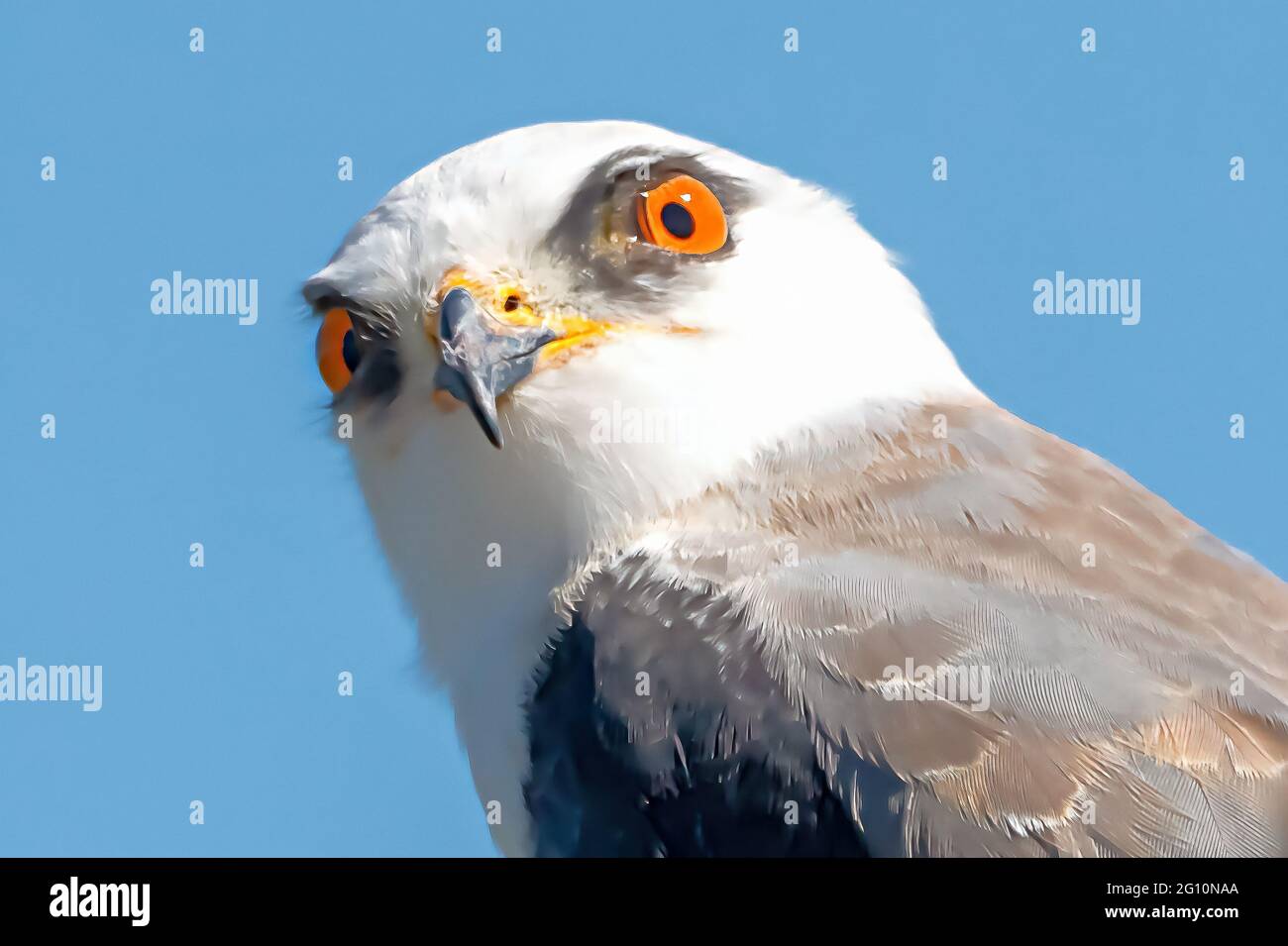 Black winged kite, Elanus caeruleus. Black shouldered kite bird elanus axillaris perched on branch with bright eye Donana National Park, Andalusia, Sp Stock Photo