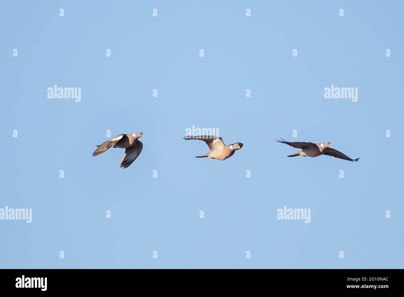 Photomontage of a common wood pigeon - Columba palumbus - in flight Stock Photo