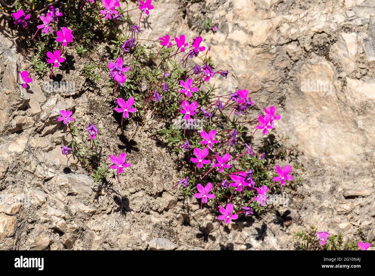 The Violeta de Cazorla or Viola cazorlensis is an endemic species of the Sierra de Cazorla, Segura and Las Villas, of a rupicolous nature, it blooms i Stock Photo