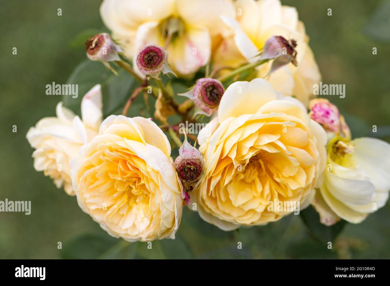Blooming yellow English rose in the garden on a sunny day Stock Photo