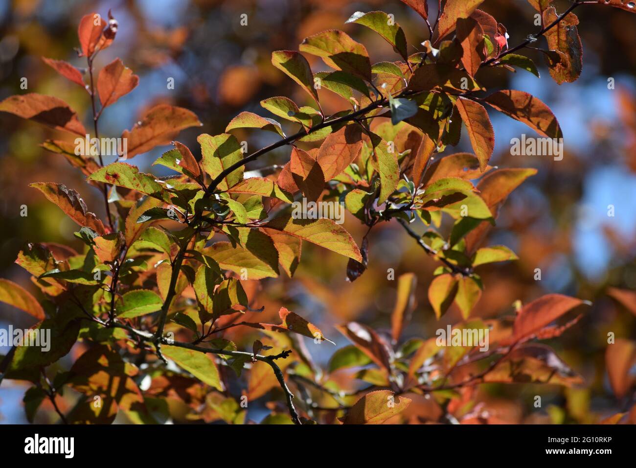 Reddish crabapple tree hires stock photography and images Alamy