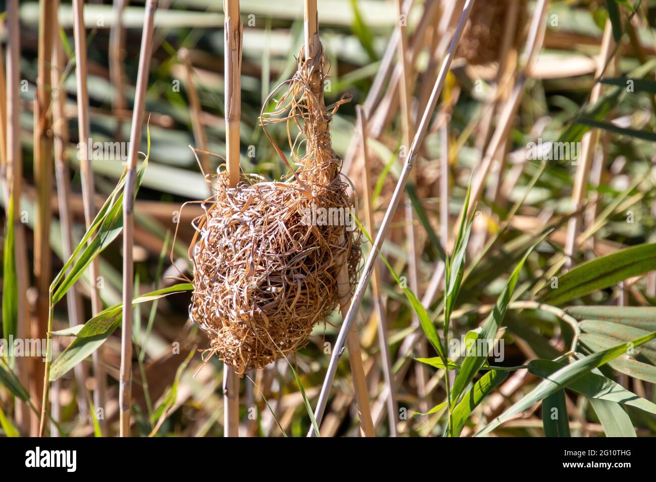 A bird's nest weaved from grass hangs in the reeds Stock Photo