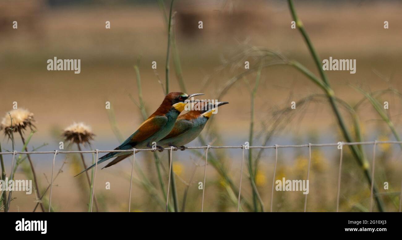 European bee-eater hovering on wire mesh Stock Photo