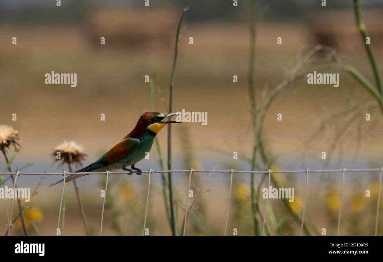 European bee-eater hovering on wire mesh Stock Photo
