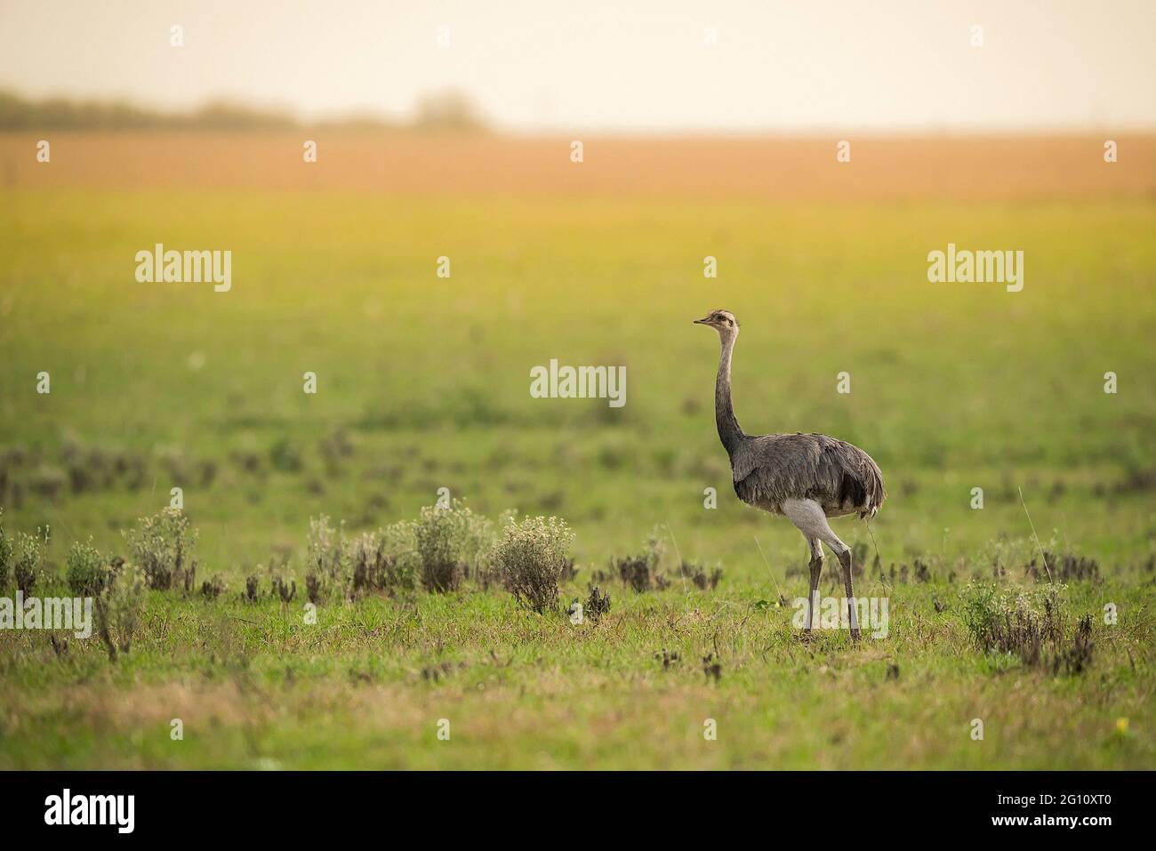 Greater Rhea, (Rhea Americana) in Pampas plain environment, La Pampa ...