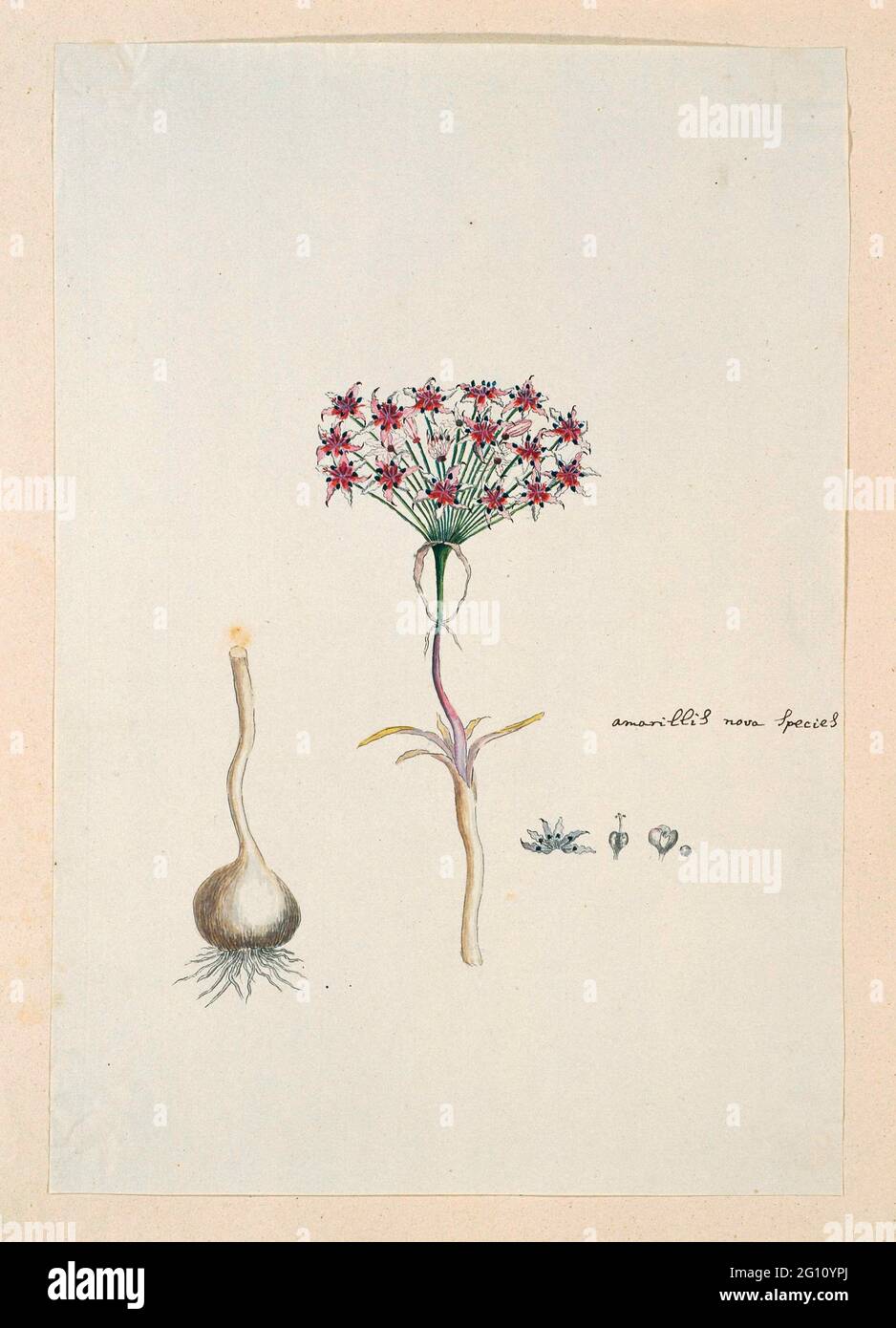 Hessea cinnamomea (L'Hérit.) Durand & Schinz. (umbrella lily). Hessea cinnamomea (L'Hérit.) Durand & Schinz. Stock Photo