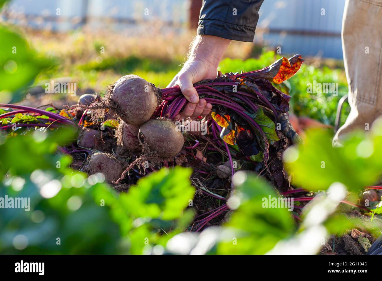 Как и когда убирать белокочанную капусту, чтобы до весны сохранить урожай?