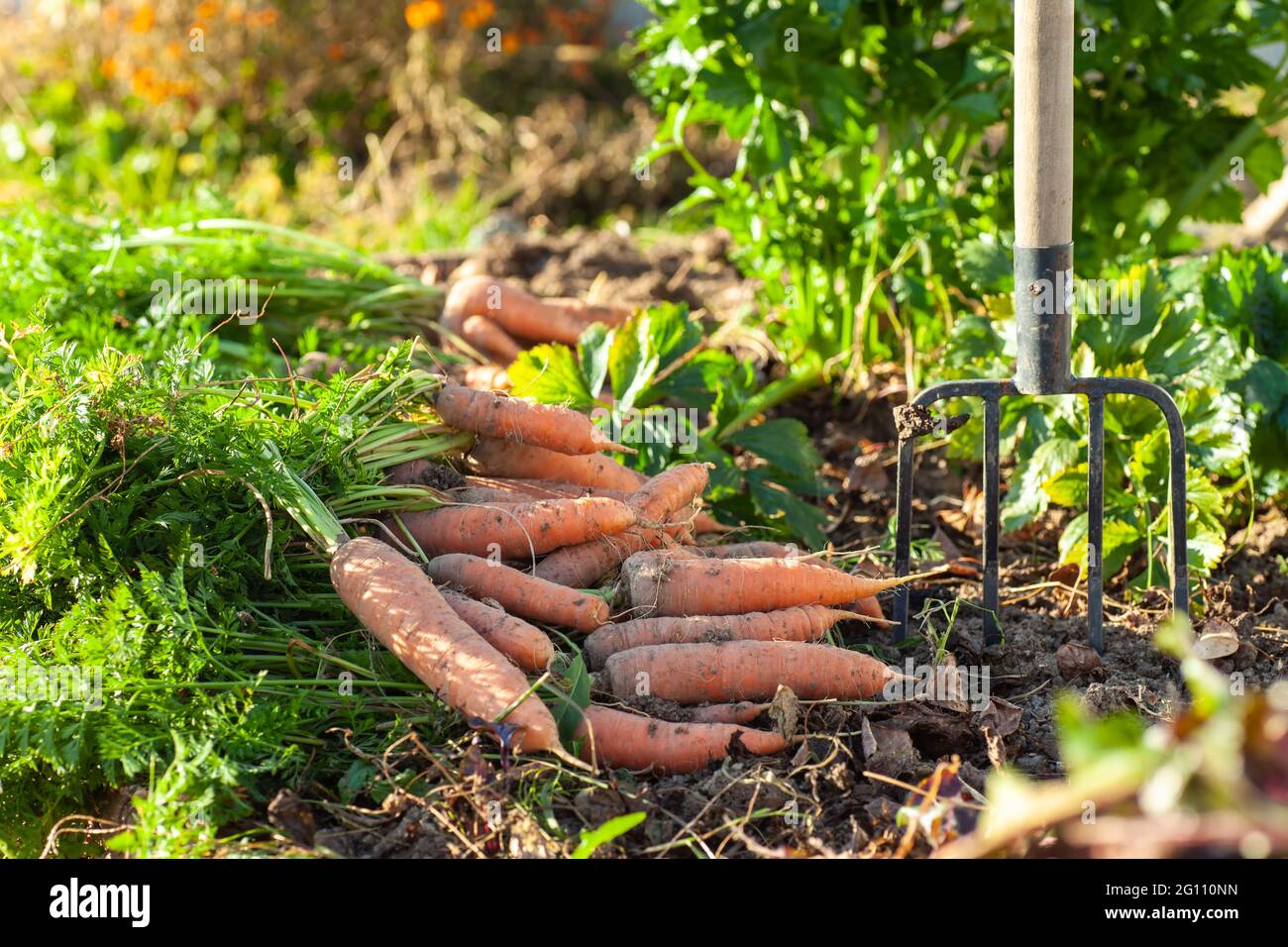 Carrot harvest at a bed in the garden Stock Photo Alamy