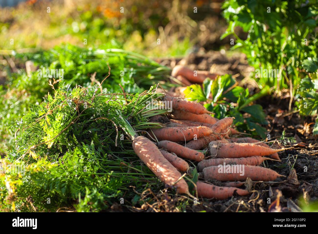 Carrot harvest at a bed in the garden Stock Photo Alamy