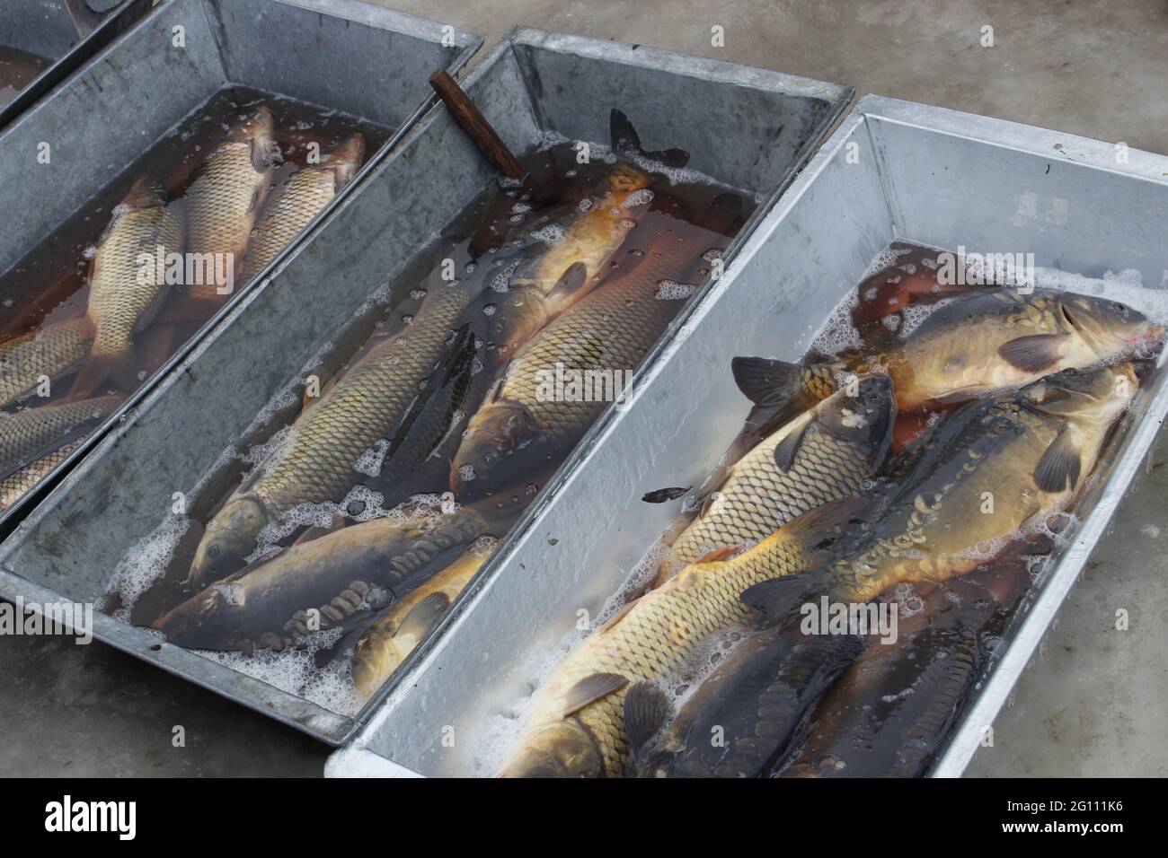 Carp stall hi-res stock photography and images - Alamy