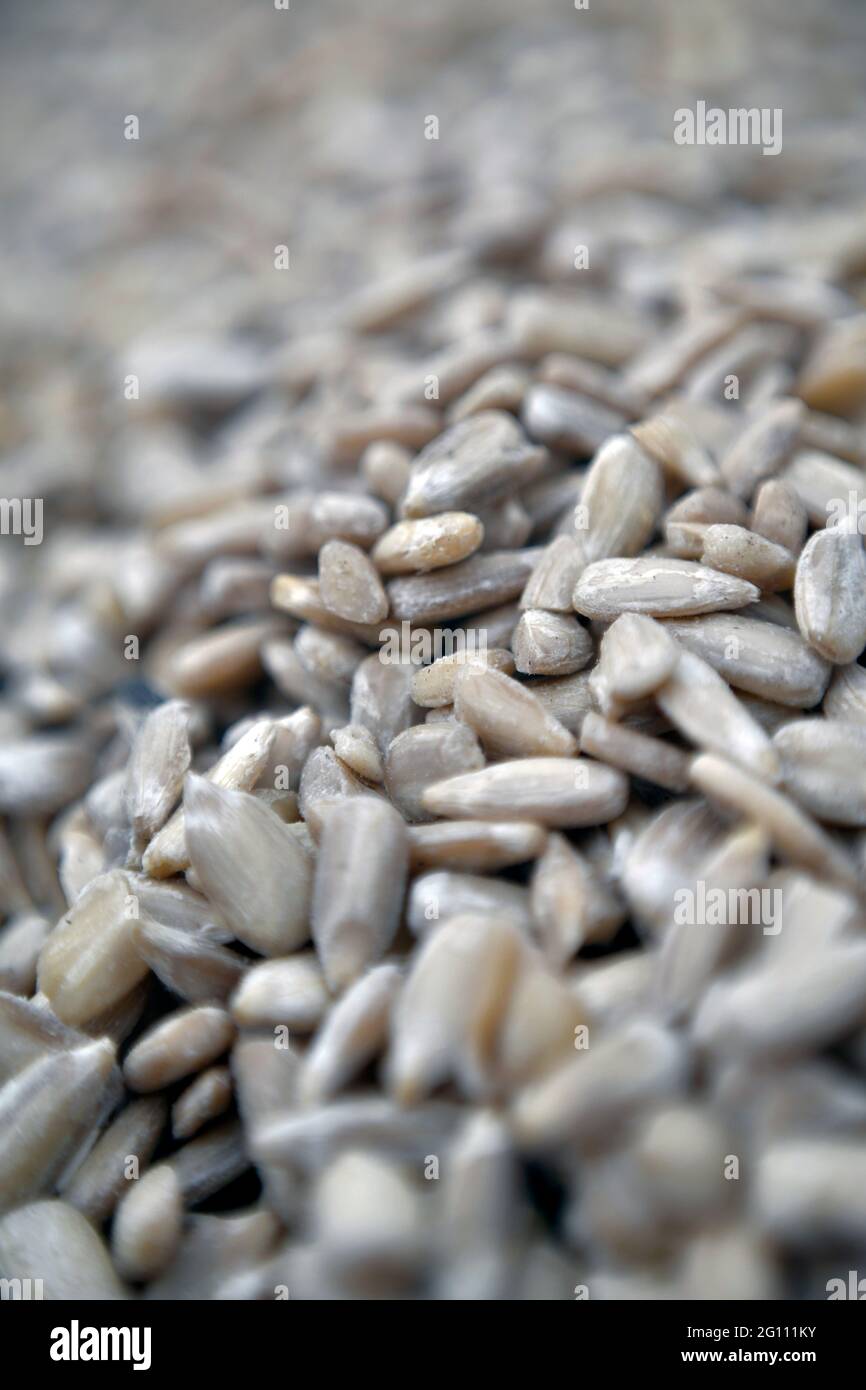 sunflower seed bird food Stock Photo Alamy