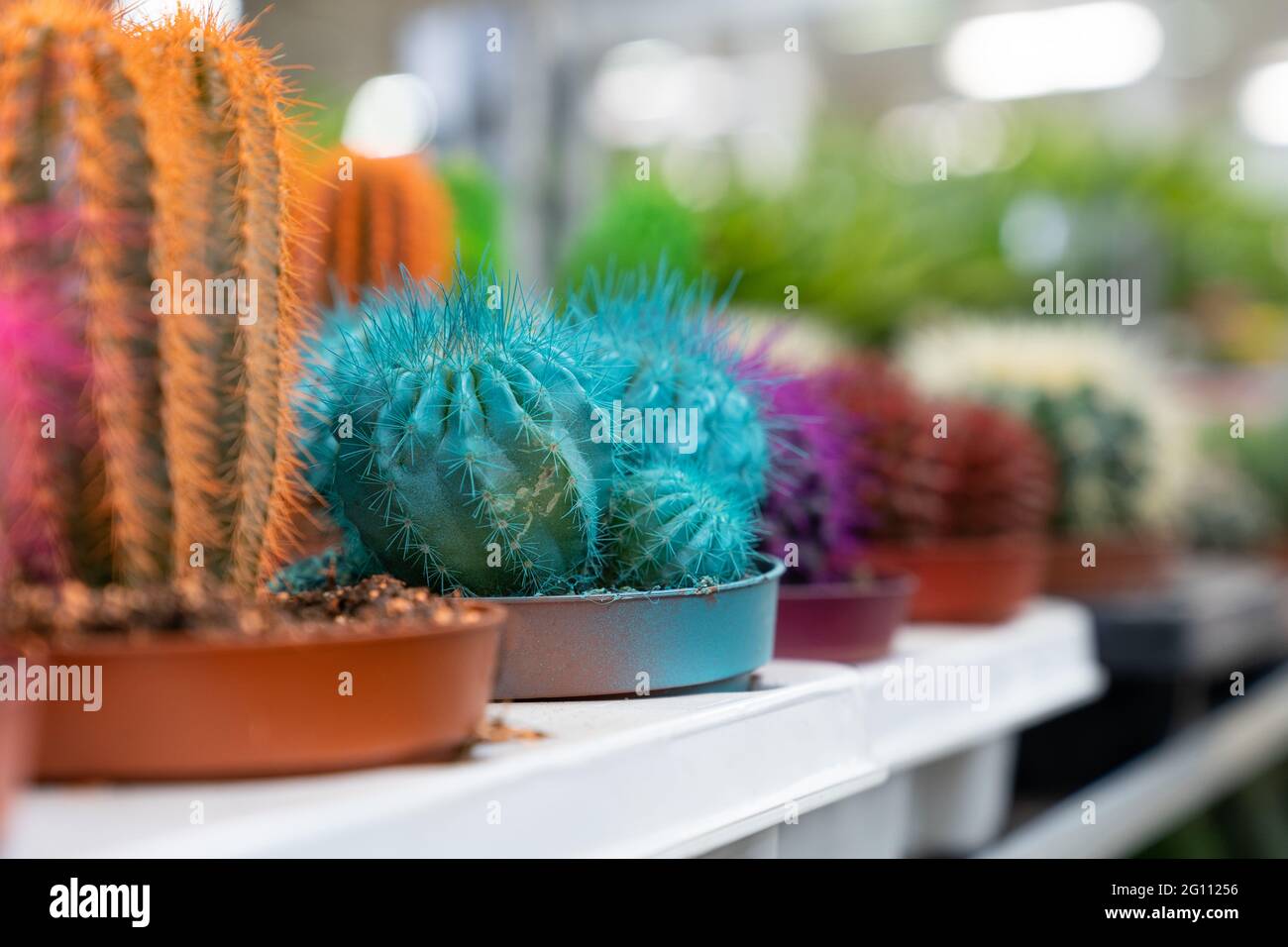 Cactus in pots in greenhouse. Rows of little succulents for houseplants growing with vivid thorns Stock Photo