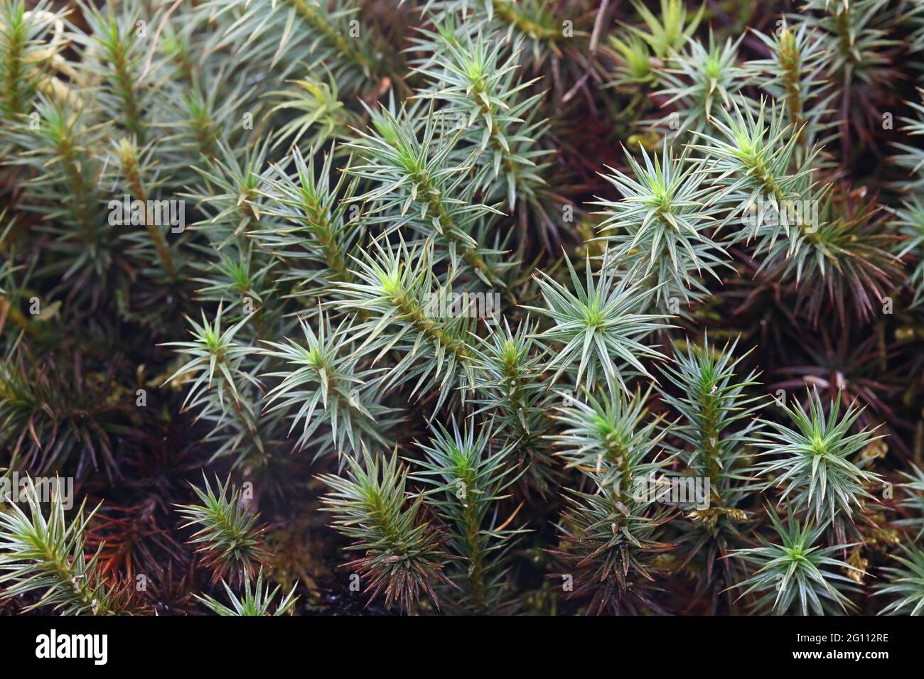 Polytrichum juniperinum, commonly known as juniper haircap or juniper polytrichum moss, an evergreen and perennial species of moss from Finland Stock Photo