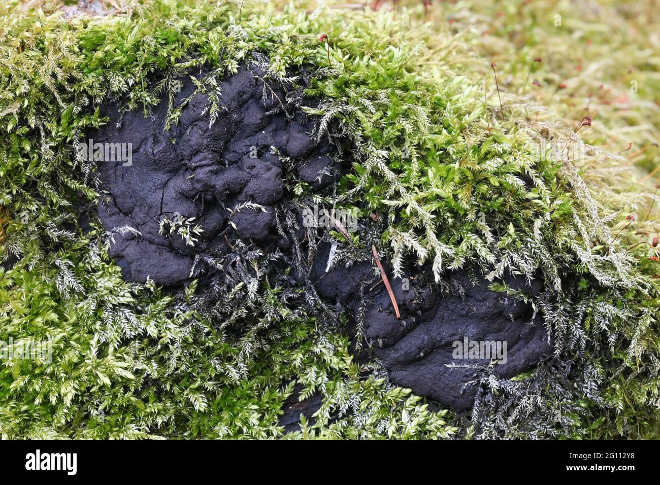 Kretzschmaria deusta, known as brittle cinder fungus, a major pathogen