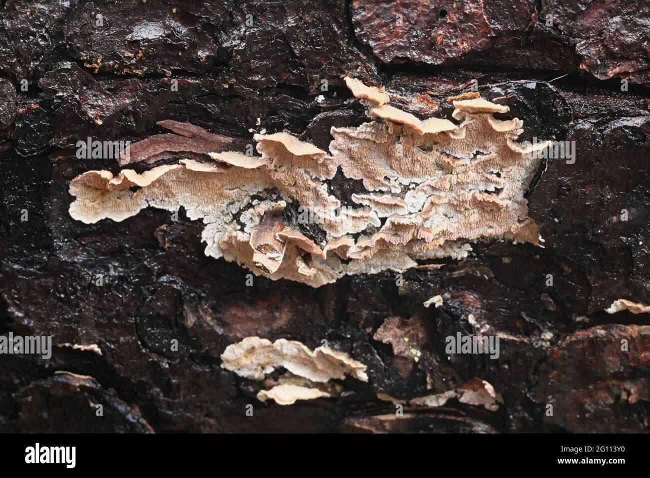 Skeletocutis amorpha, known as rusty crust, wild polypore from Finland Stock Photo