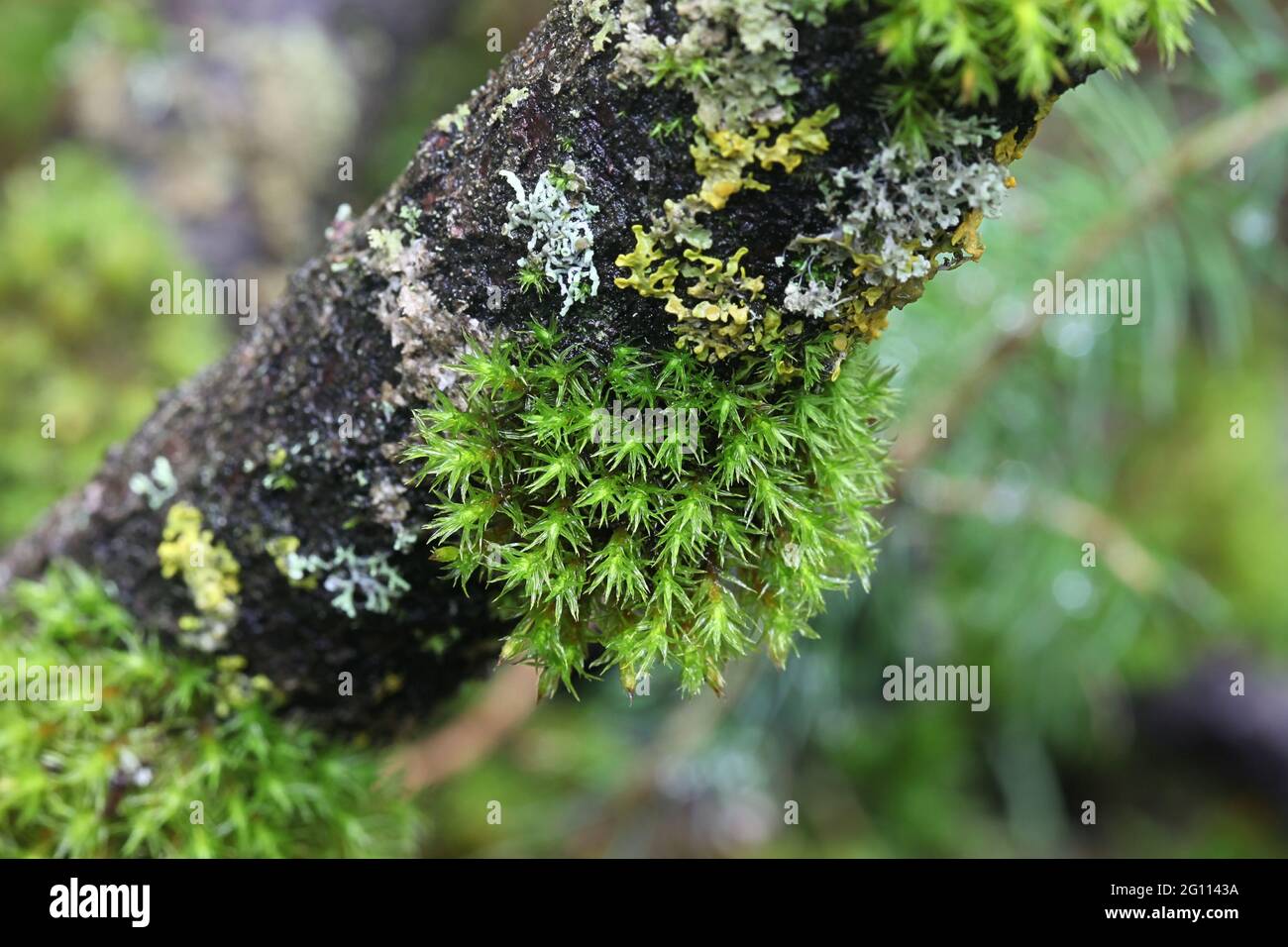 Lewinskya speciosa, also called Orthotrichum speciosum, a bristle-moss from Finland with no common English name Stock Photo