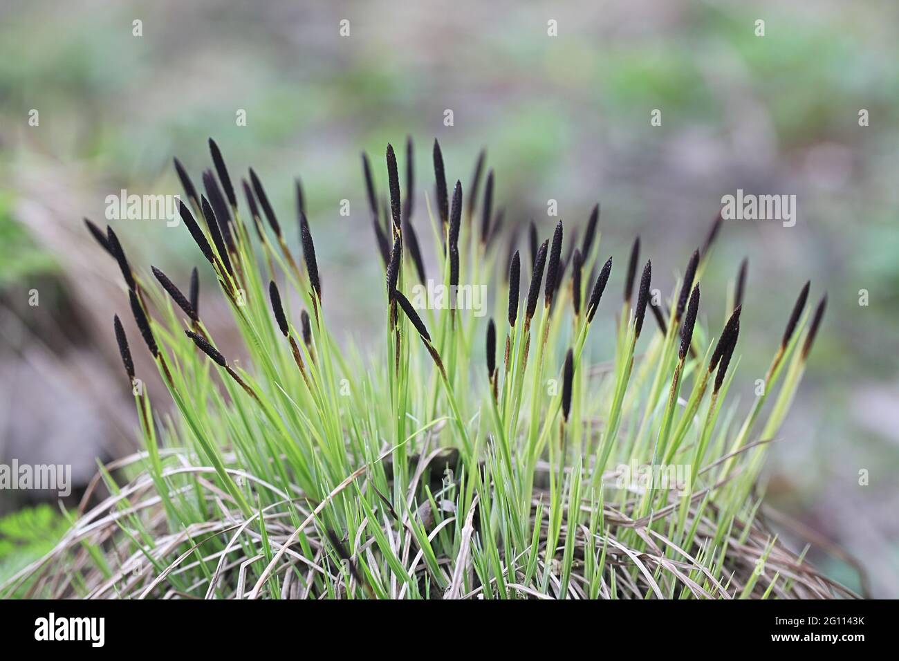 Carex nigra ssp. juncella, known as common sedge, black sedge or smooth black sedge Stock Photo