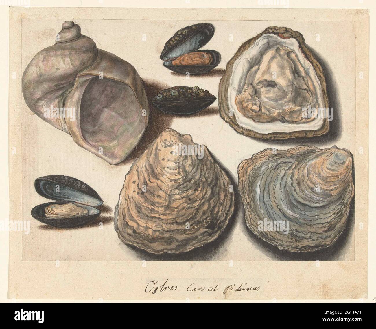 Oysters, mussels and lunar; Ostras Caracol Pichinas; Lombard album. Stock Photo