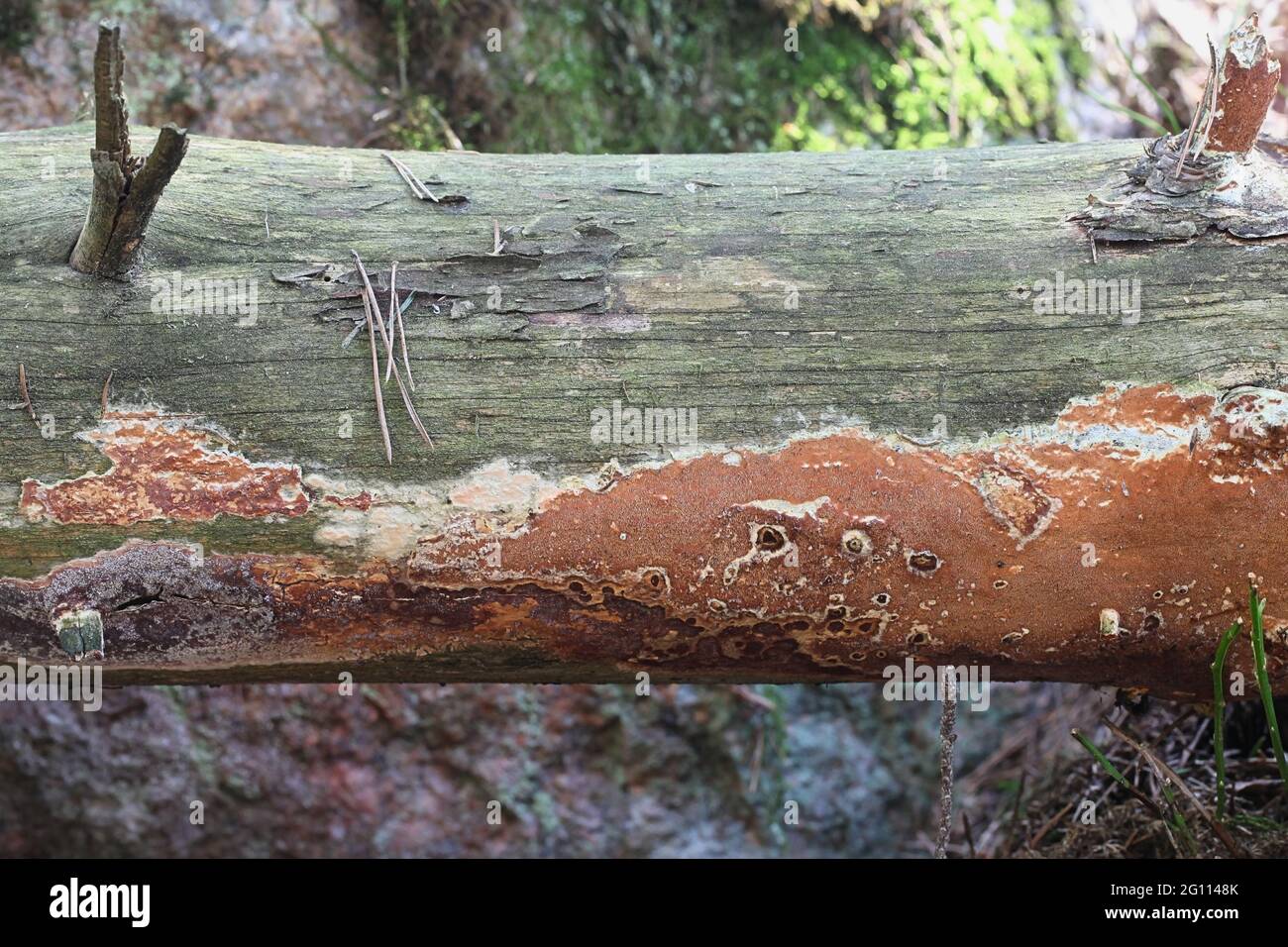 Meruliopsis taxicola, also called Gloeoporus taxicola, a crust fungus from Finland with no common English name Stock Photo