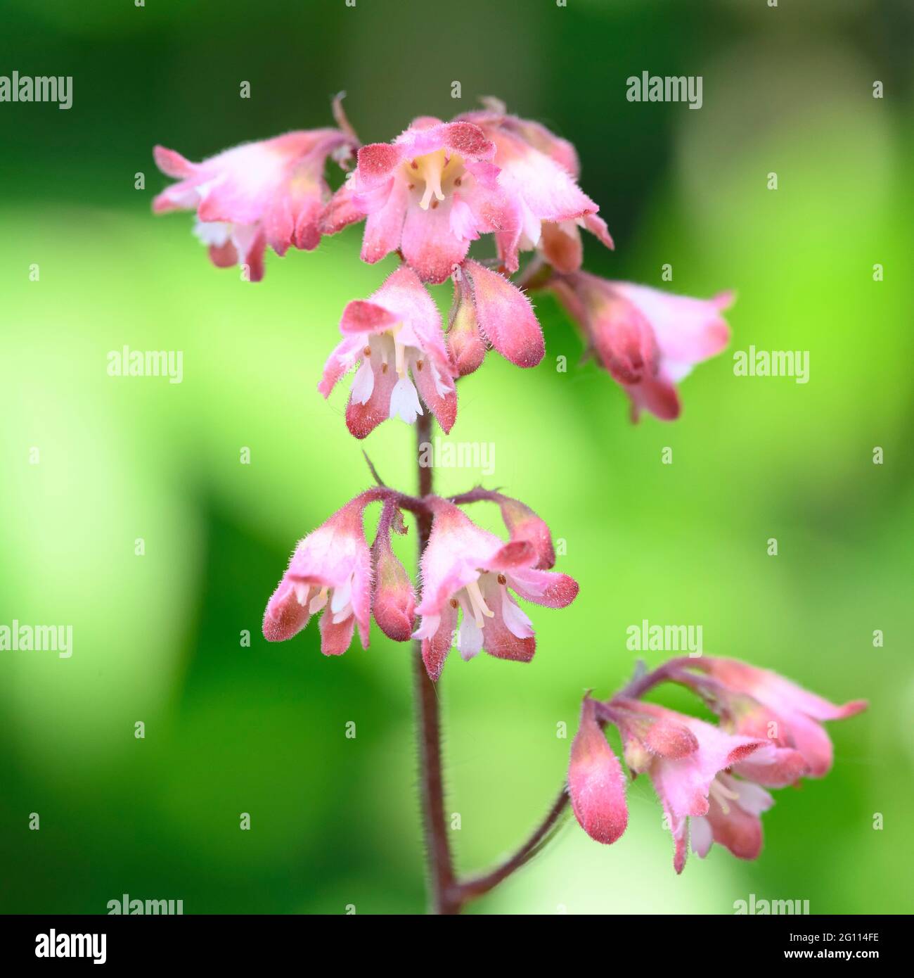 Close up of the delicate pink flowers of Heuchera Stock Photo