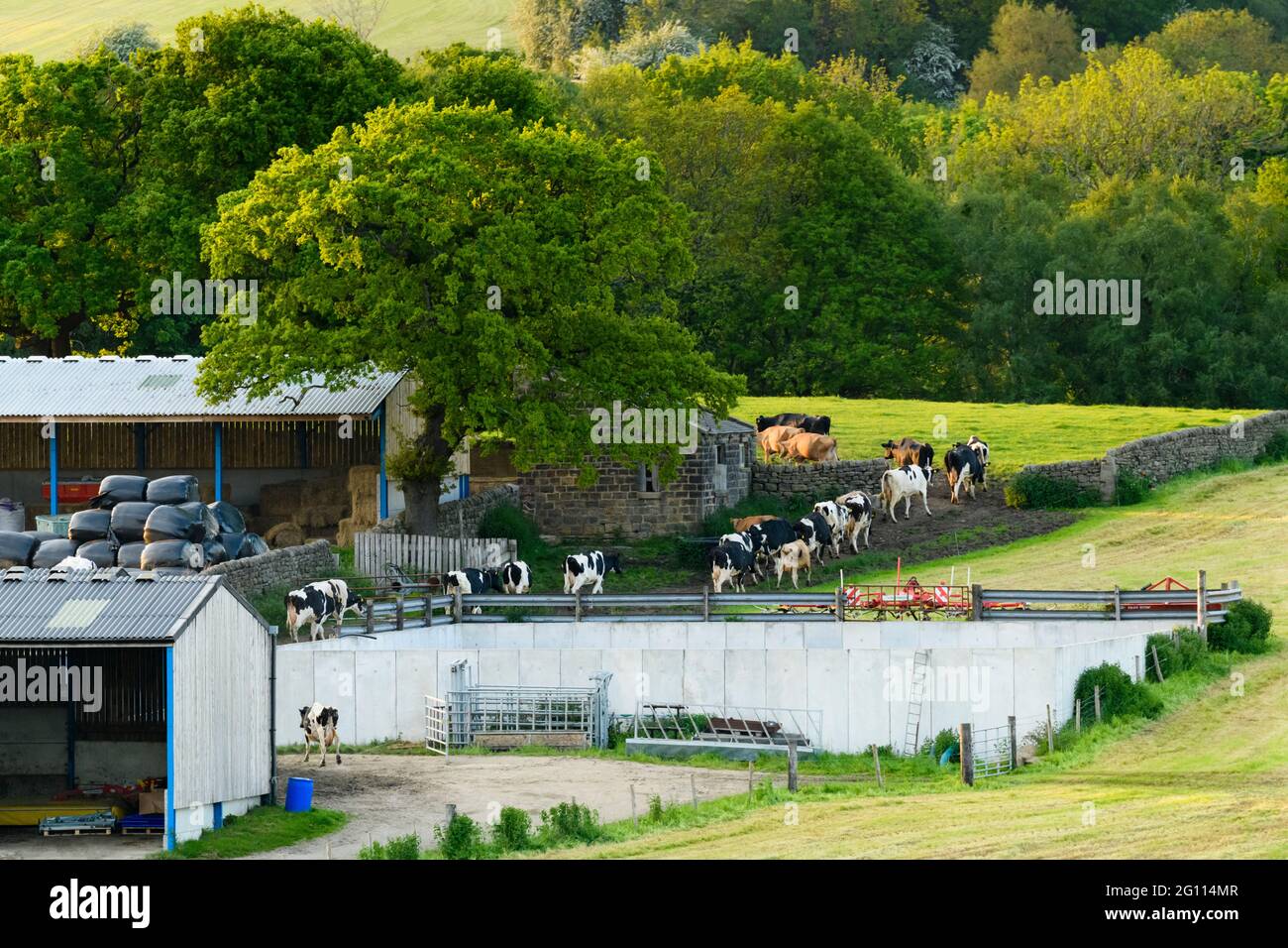Farmland, farm buildings & cows walking in a line past barn, returning to  grazing land after evening milking - Baildon, West Yorkshire, England, UK. Stock Photo