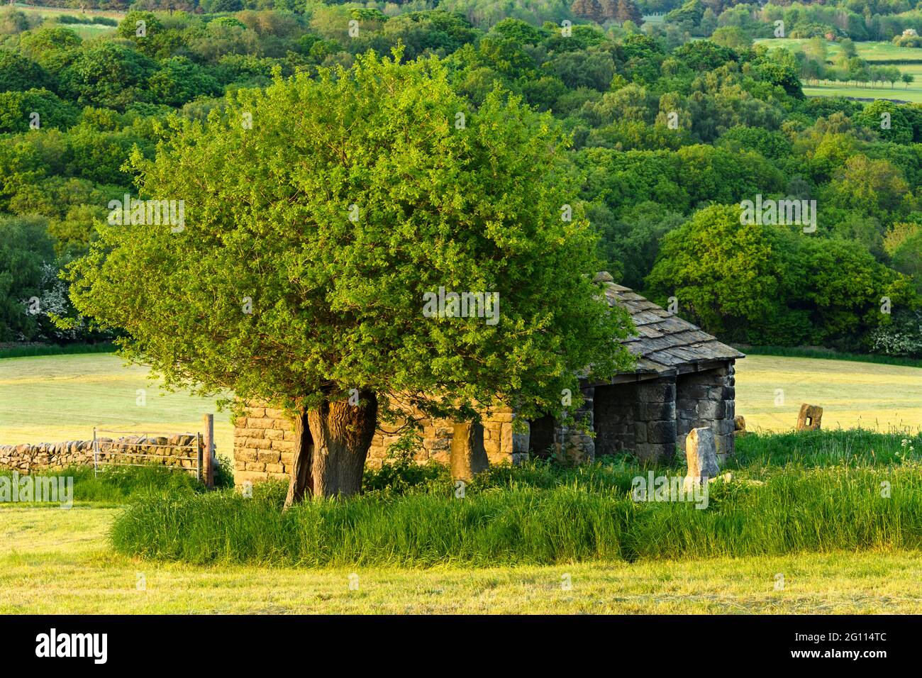 Isolated old stone field barn in scenic countryside (sunlit fields, woodland trees, valley hillside, cut & uncut grass) - West Yorkshire, England UK. Stock Photo