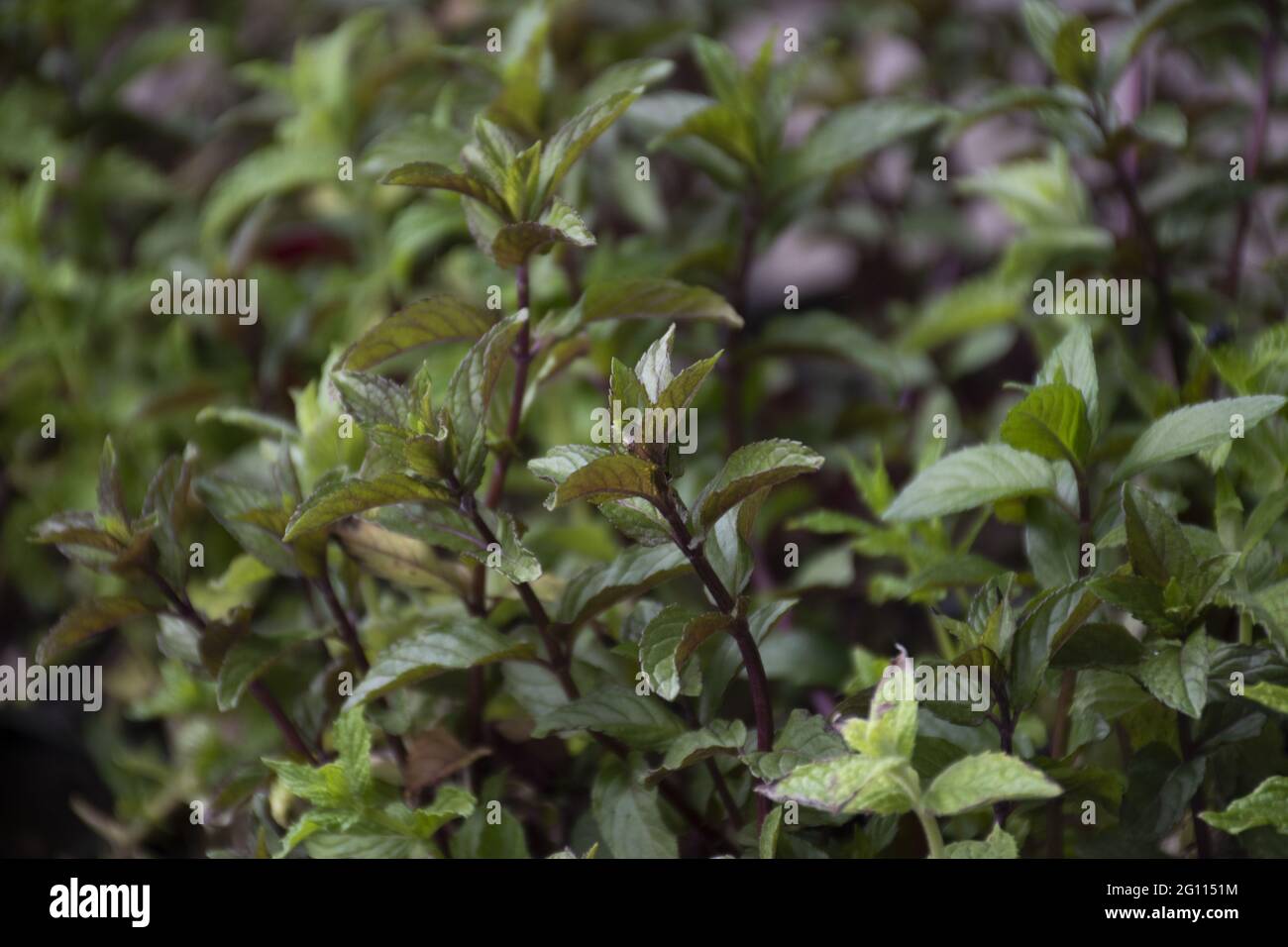 Peppermint design hi-res stock photography and images - Alamy