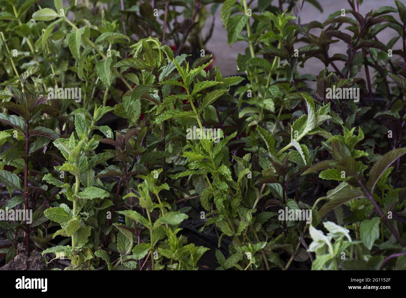 Peppermint background design hi-res stock photography and images - Alamy