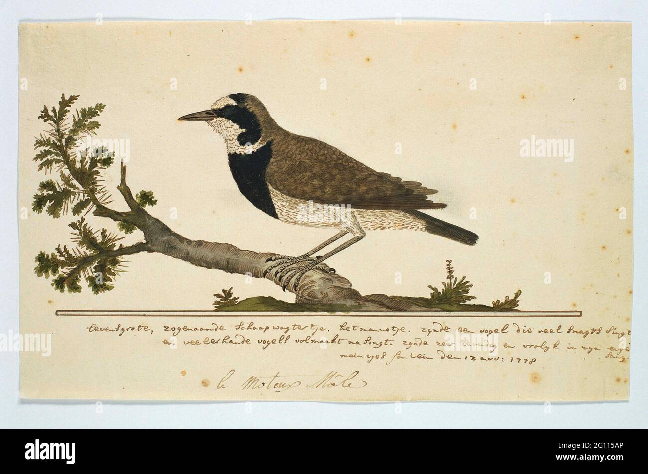 Oenanthe Pileata (Capped Wheatear or Highveld shepherd in Afrikaans). Bird study: Schaapager (Oenanthe Pileata). Stock Photo