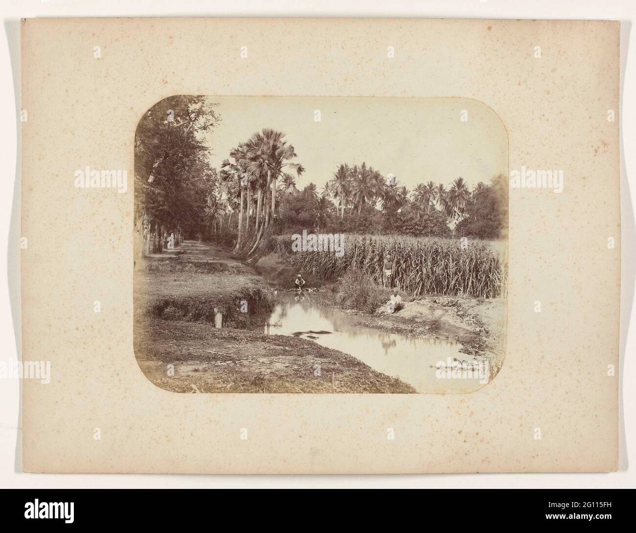 A sugar cane field in bloom. A sugar cane field in bloom with two sitting and one standing inlander. A small stream in the foreground. Part of the photo album by the Surabayasche Vereeniging van Sugar manufacturers offered to Frederik Beyerinck, resident of Surabaya. Stock Photo