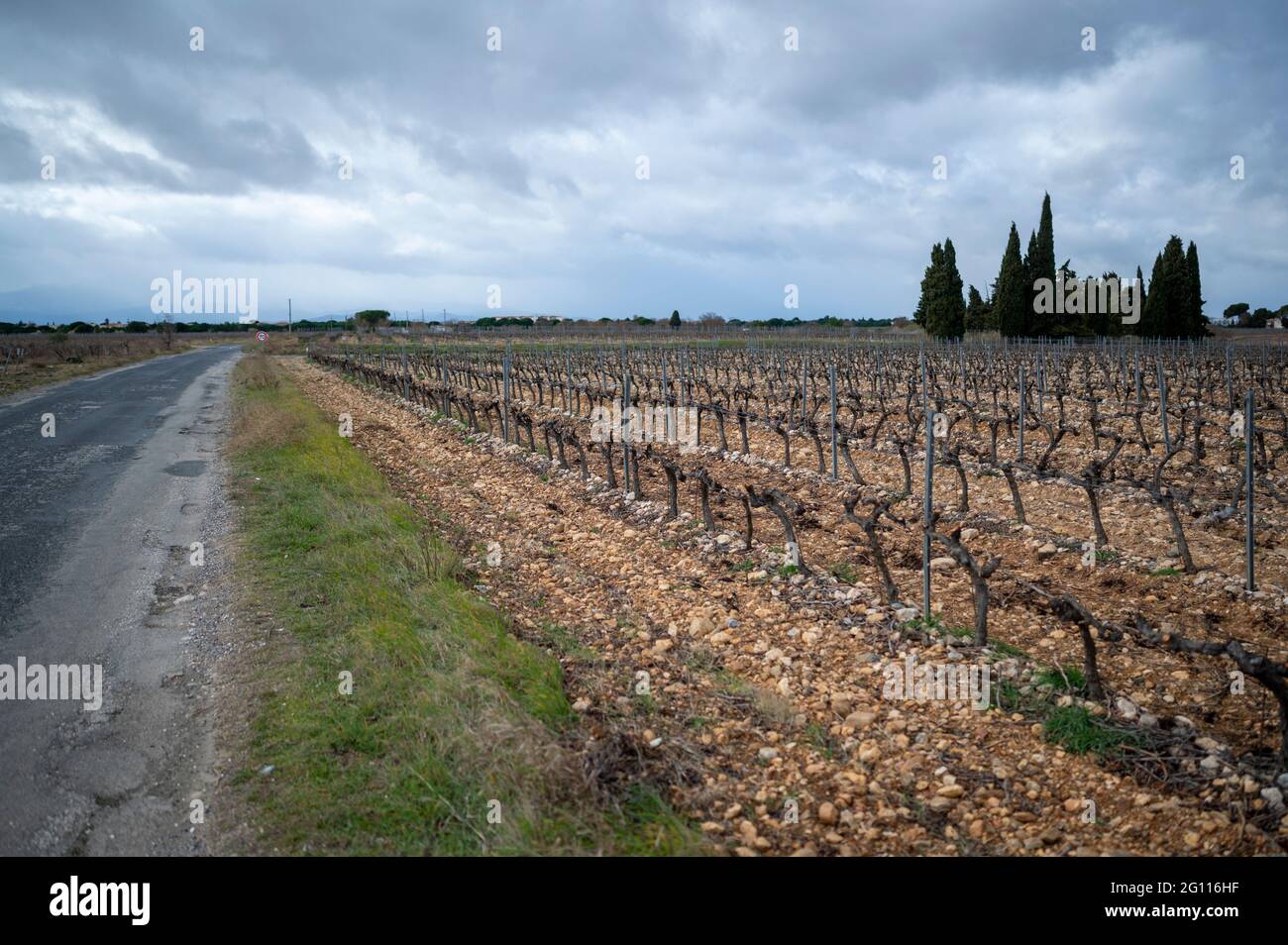 A field with rows of grape vines next to a road in the south of France