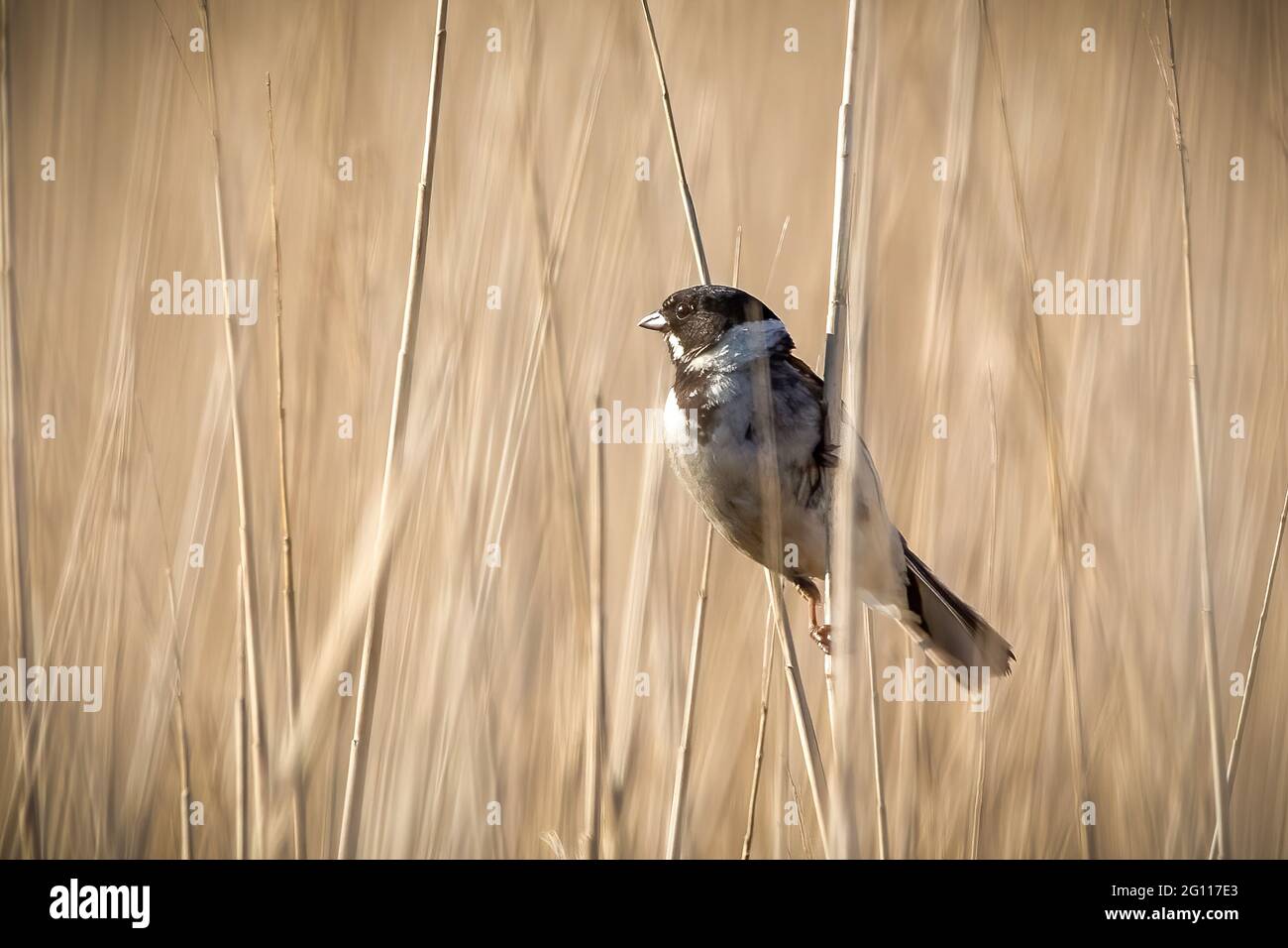 Hanging Reeds Reeds and birdwatching hi-res stock photography and images - Alamy