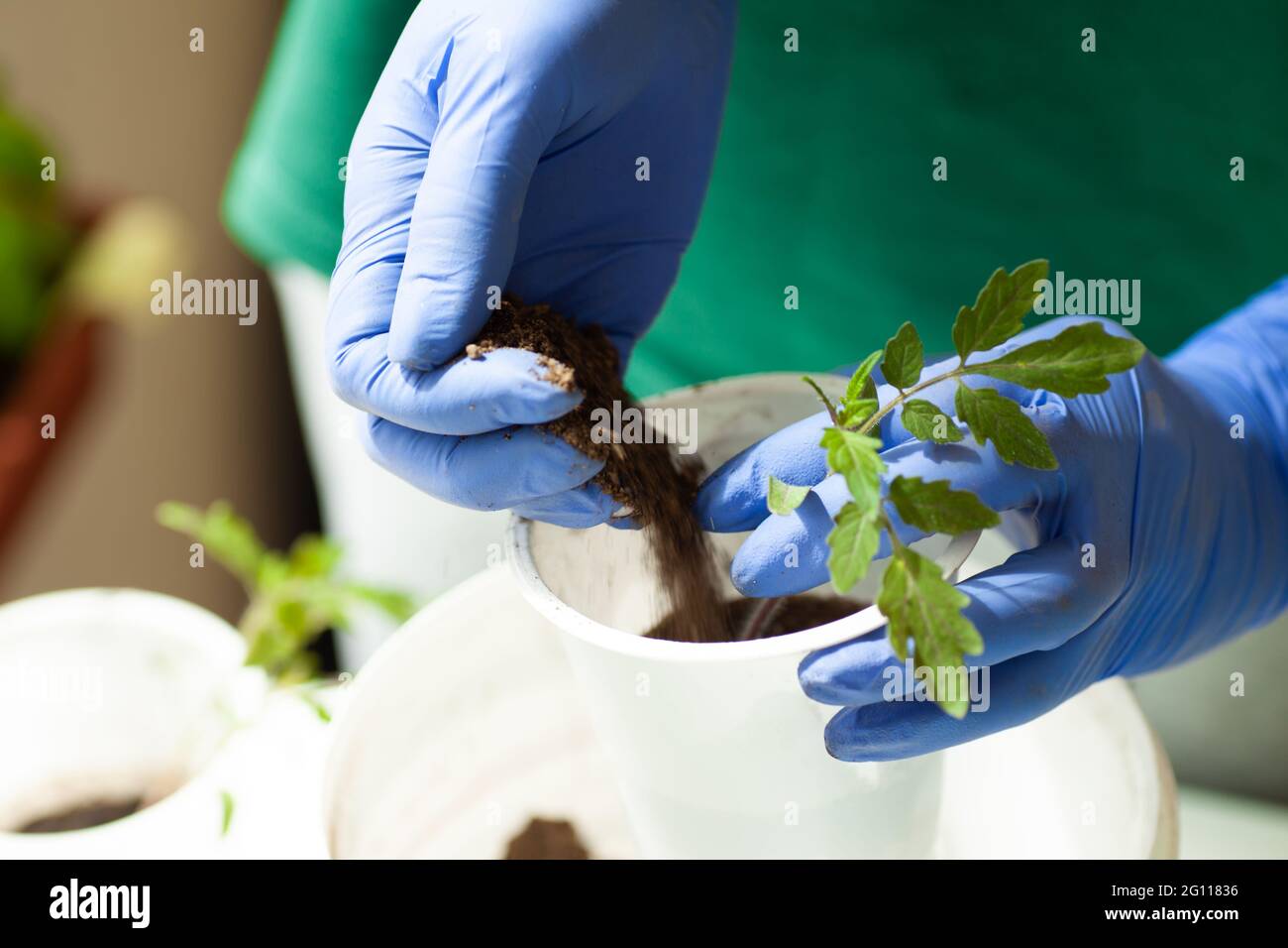 Woman holds tomato seedlings grown in pots before planting to garden Stock Photo