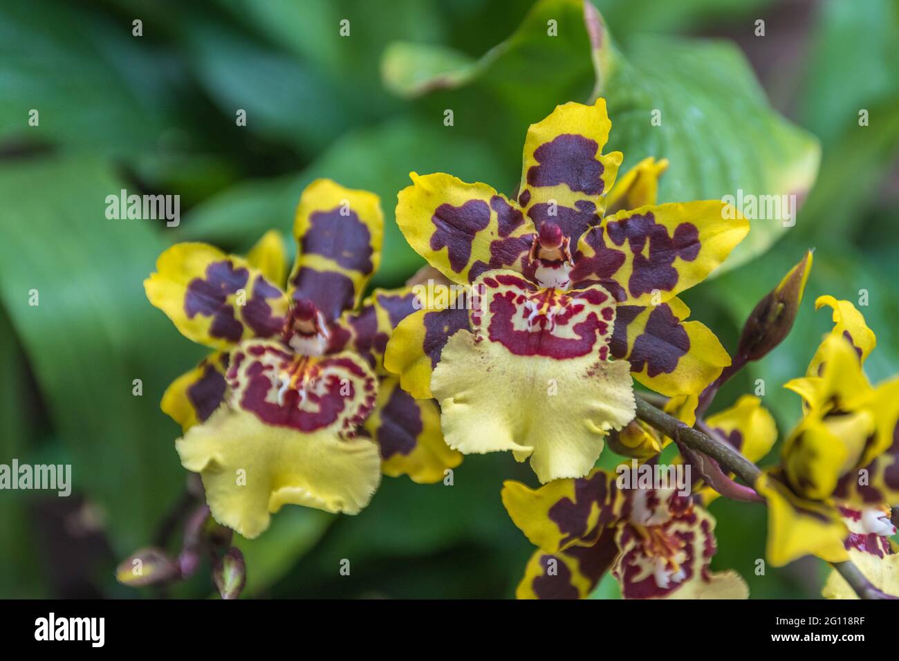 Dancing-lady orchid or Oncidium orchid or golden shower orchid in Trauttmansdorff botanical garden in Merano, Trentino Alto Adige Südtirol, Italy, Eur Stock Photo