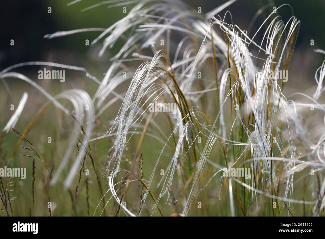 Feather grass Stipa pennata in nature reserve Mainz Germany Stock Photo