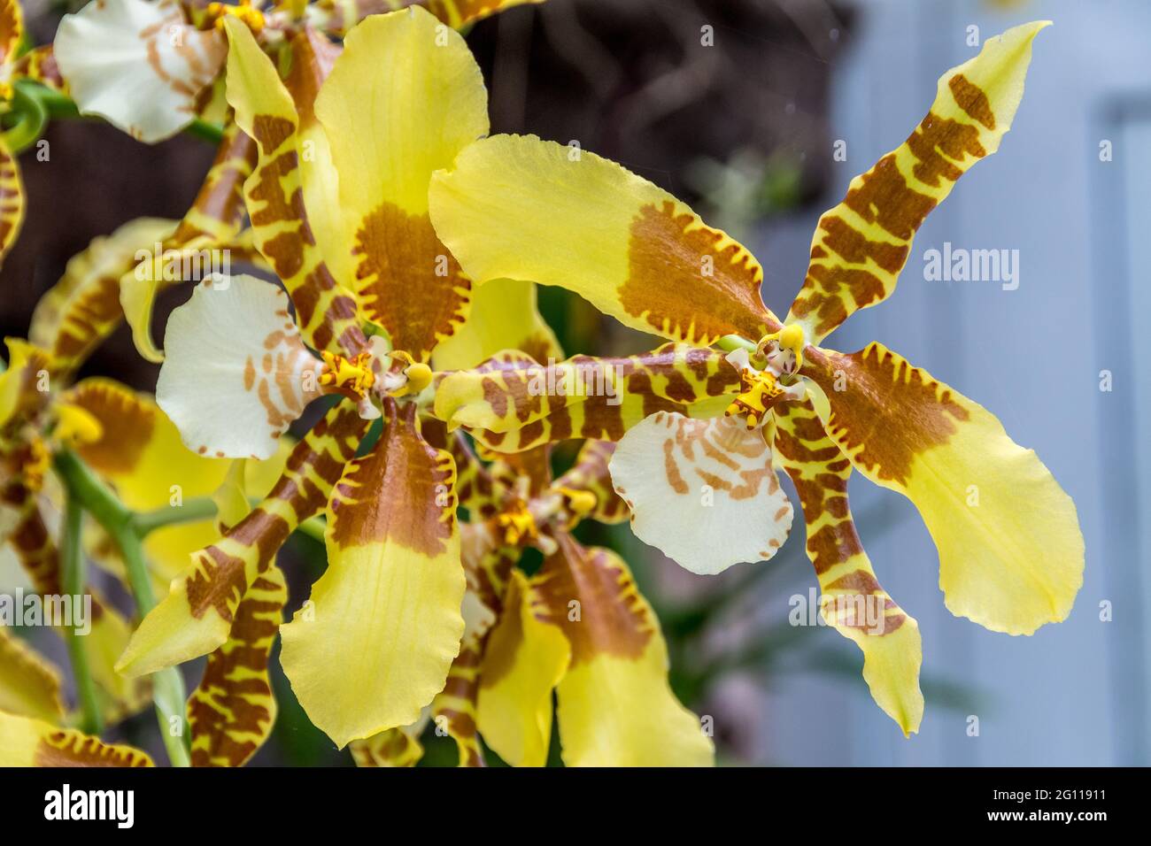 Yellow and Brown Odontoglossum orchid in Trauttmansdorff botanical garden in Merano, Trentino Alto Adige Südtirol, Italy, Europe Stock Photo