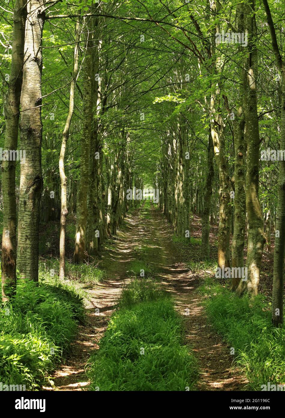 English Woods And Forests High Resolution Stock Photography and Images ...